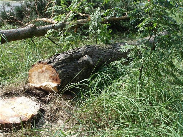Przez urzędniczą pomyłkę Zdzisław Puziuk stracił 21 kilkudziesięcioletnich drzew, m.in., sosen, świerków. Sprawą zajmował się sąd.