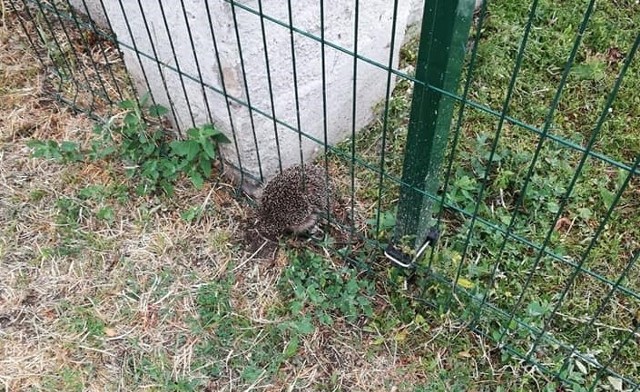 Straż Miejska w Inowrocławiu otrzymała dziś rano (5 lipca) zgłoszenie w sprawie jeża uwięzionego w ogrodzeniu na placu zabaw przy ulicy Kilińskiego. - Zwierzątka funkcjonariusze nie mogli sami wydostać, więc pracownicy schroniska musieli wygiąć ogrodzenie. Jeż na szczęście nie ucierpiał - relacjonują strażnicy miejscy z Inowrocławiu. Jeż został przewieziony przez funkcjonariuszy do Solanek i wypuszczony w bezpiecznym miejscu na wolność.