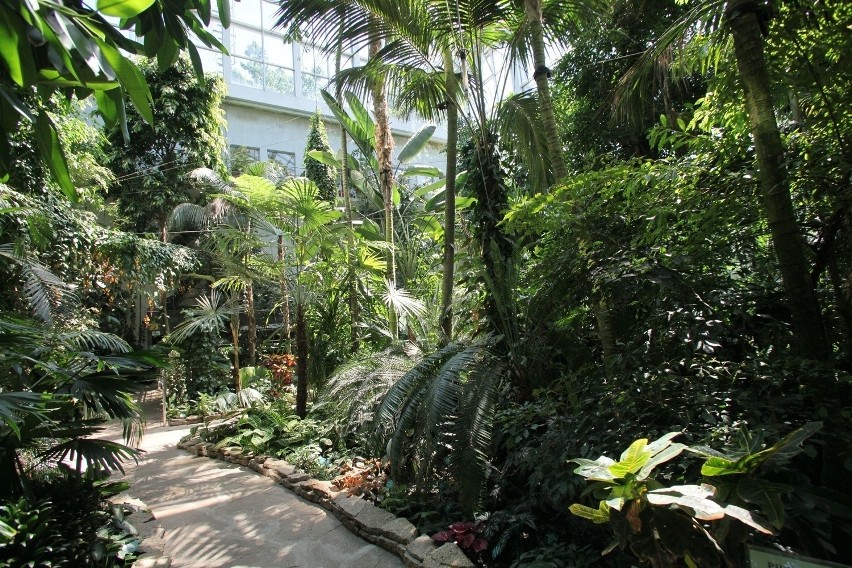 Palmiarnia i ogród botaniczny...