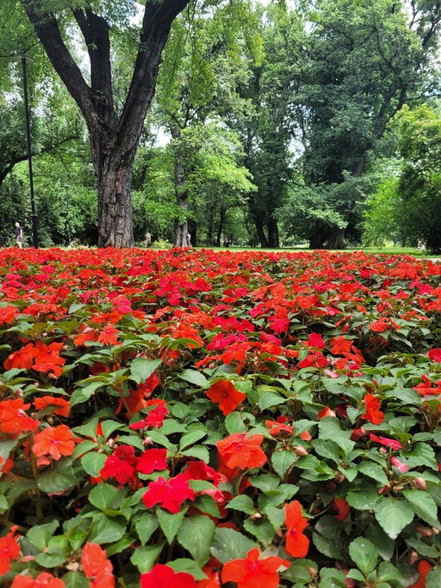 Kwitnące kwiaty w Parku Krakowskim