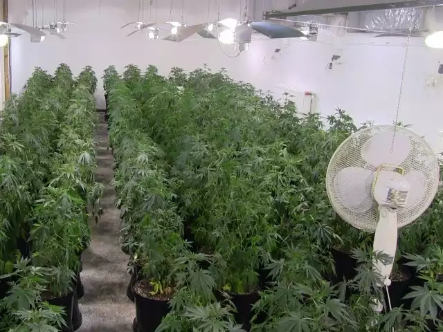 Plantacja marihuany pod Gorzowem