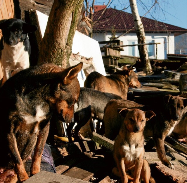 W grudniu psy koczowały na posesji, potem rozeszły się po okolicy.