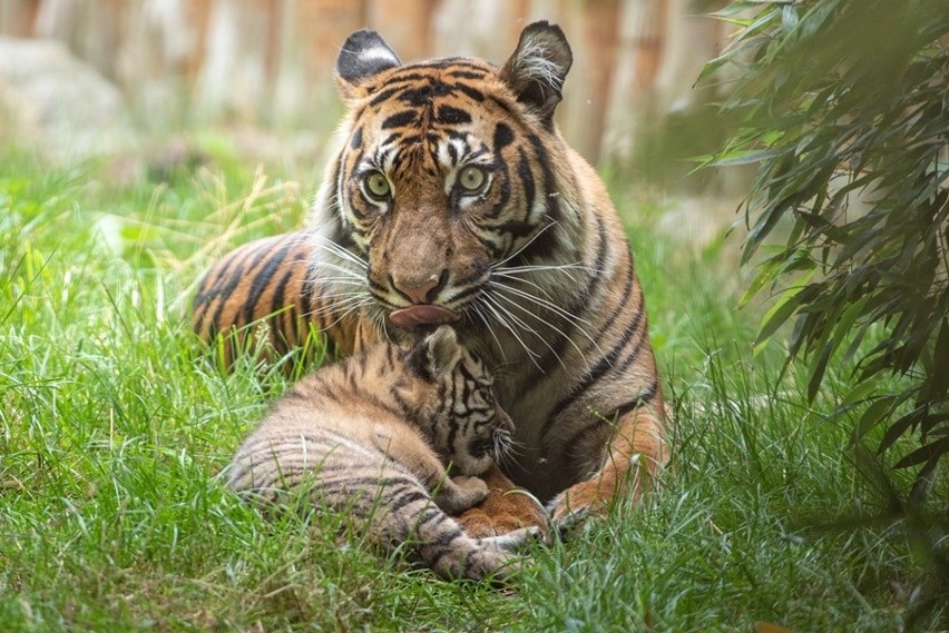 Oto tygrysek z wrocławskiego zoo. Ale słodziak!
