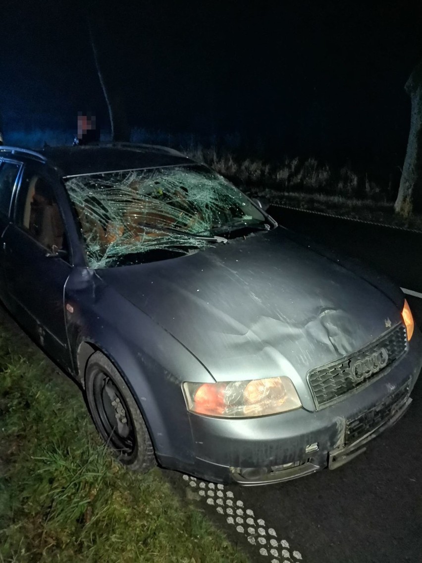 Wypadek na trasie Banie Mazurskie – Węgorzewo. Audi zderzyło się z łosiem. Zwierzę nie przeżyło