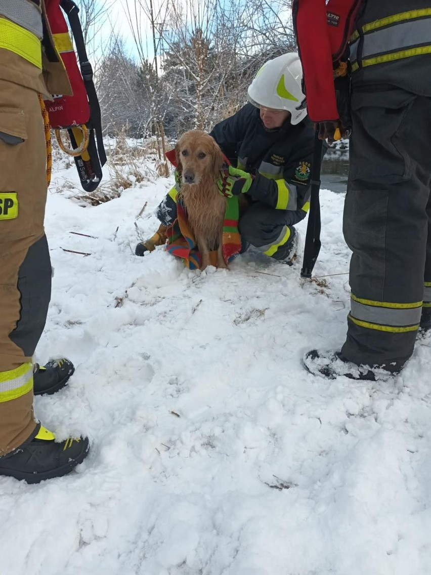 Akcja ratowania psa z lodowatej rzeki w Piechowicach