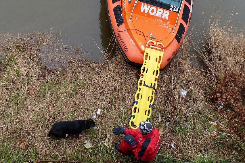 Wrocław: Pies utknął na cyplu przy Odrze. Na ratunek przypłynął WOPR (ZDJĘCIA)