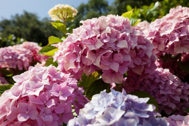 Hortensje ogrodowe i bukietowe kwitną przepięknie i długo. Odmiana ogrodowa ma też pewną zadziwiającą cechę - można zmienić kolor jej kwiatów.