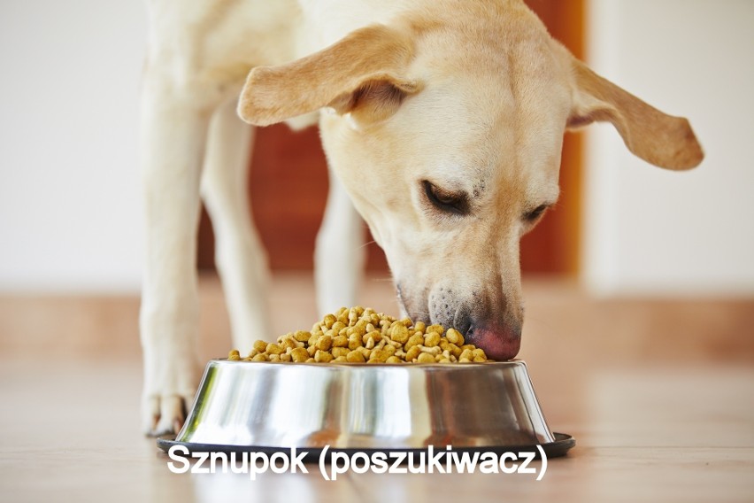 Jakie imię dla psa? KSIĘGA IMION DLA PSÓW po śląsku wg Marka Szołtyska