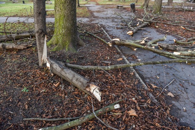 Połamane konary i gałęzie - oto częsty skutek działania silnego wiatru