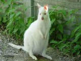 Niedaleko Kruszwicy zaginął egzotyczny kangur. Właściciele proszą o pomoc