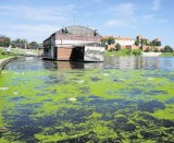 Kraków. Wisła tonie w śmieciach, a nie ma jej za co oczyścić [MÓJ REPORTER]