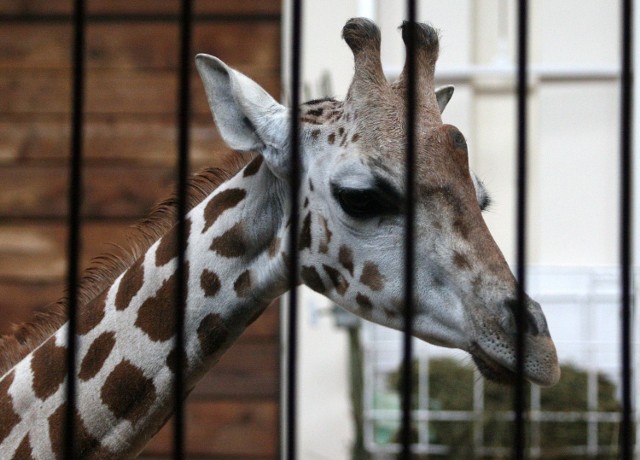 Trzyletnia Lokatka, żyrafa Rothschilda z łódzkiego zoo, padła w lipcu