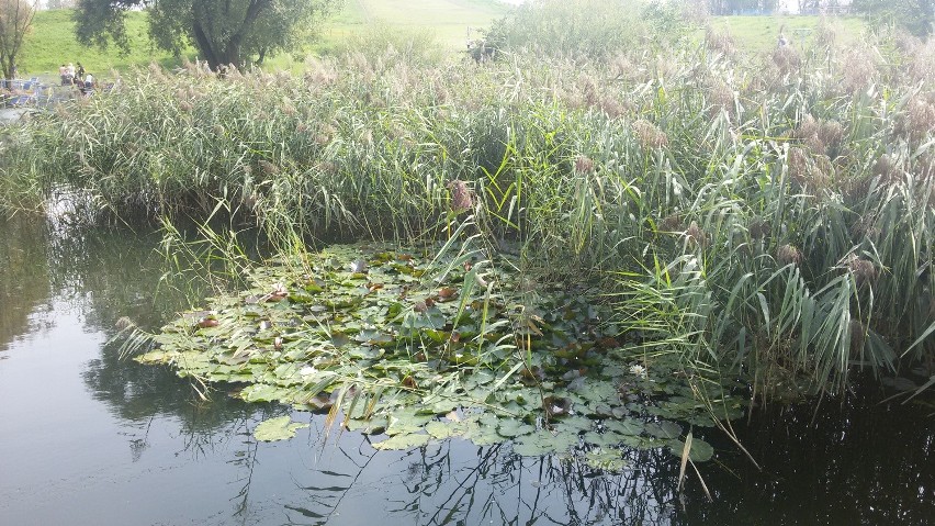 Sosnowiec: mieszkańcy Zagórza i Środuli bawią się na pikniku przy Górce Środulskiej [ZDJĘCIA]