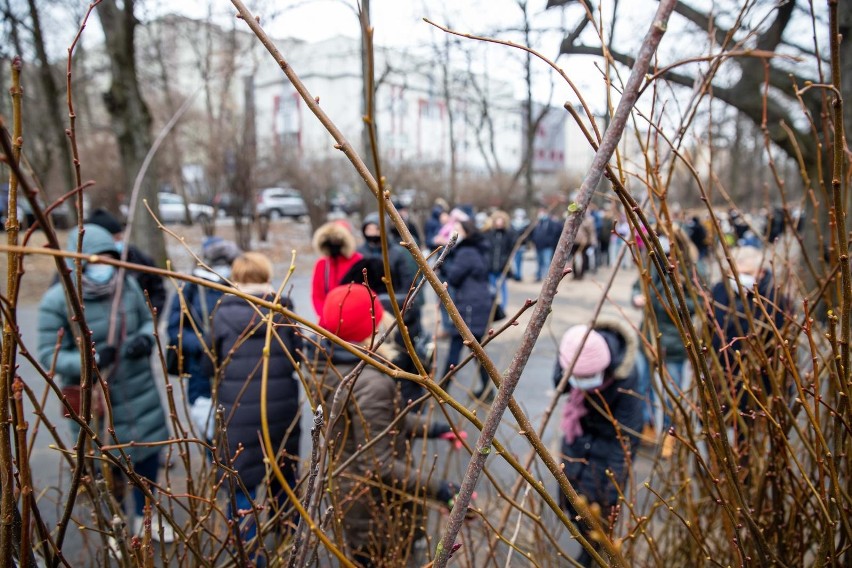 Białystok. Miasto rozdawało sadzonki drzewek. Mieszkańcy stali w długich kolejkach po drzewka (zdjęcia)