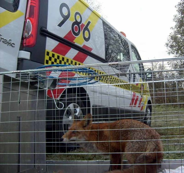 Strażnicy wywieźli lisa do lasu