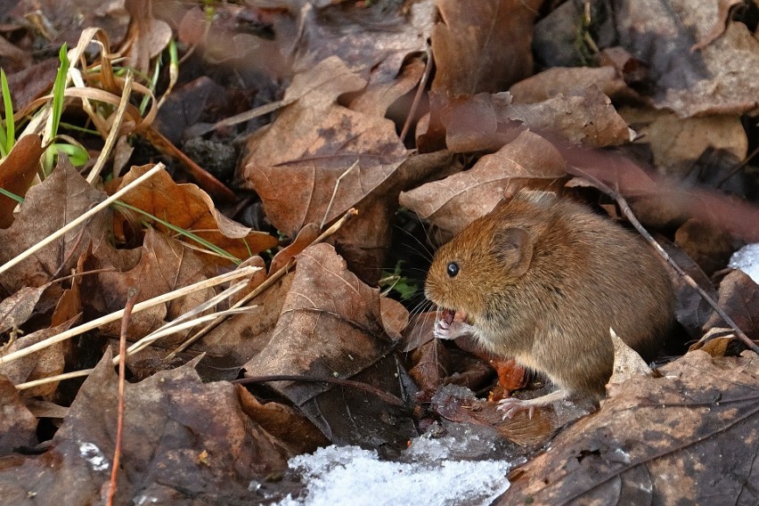 W ogrodzie znajdziemy kilka gatunków myszy, wśród nich jest...