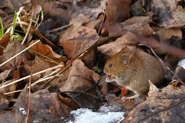 W ogrodzie znajdziemy kilka gatunków myszy, wśród nich jest mysz zaroślowa.