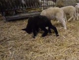 Czarna owca na Uniwersytecie Przyrodniczym. Urodziły się 33 zwierzaki (ZDJĘCIA, FILM)