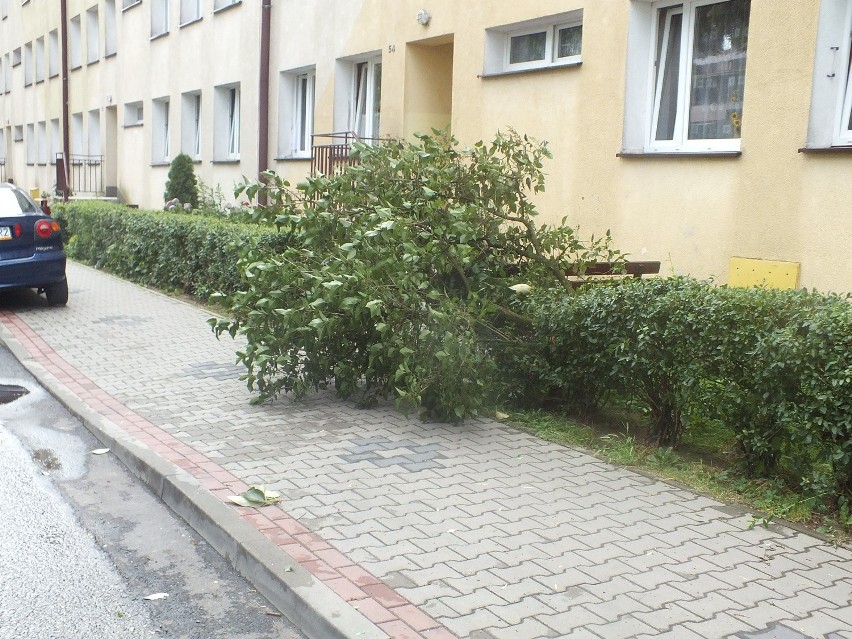 Nawałnica w Jastrzębiu: wichura powaliła drzewa