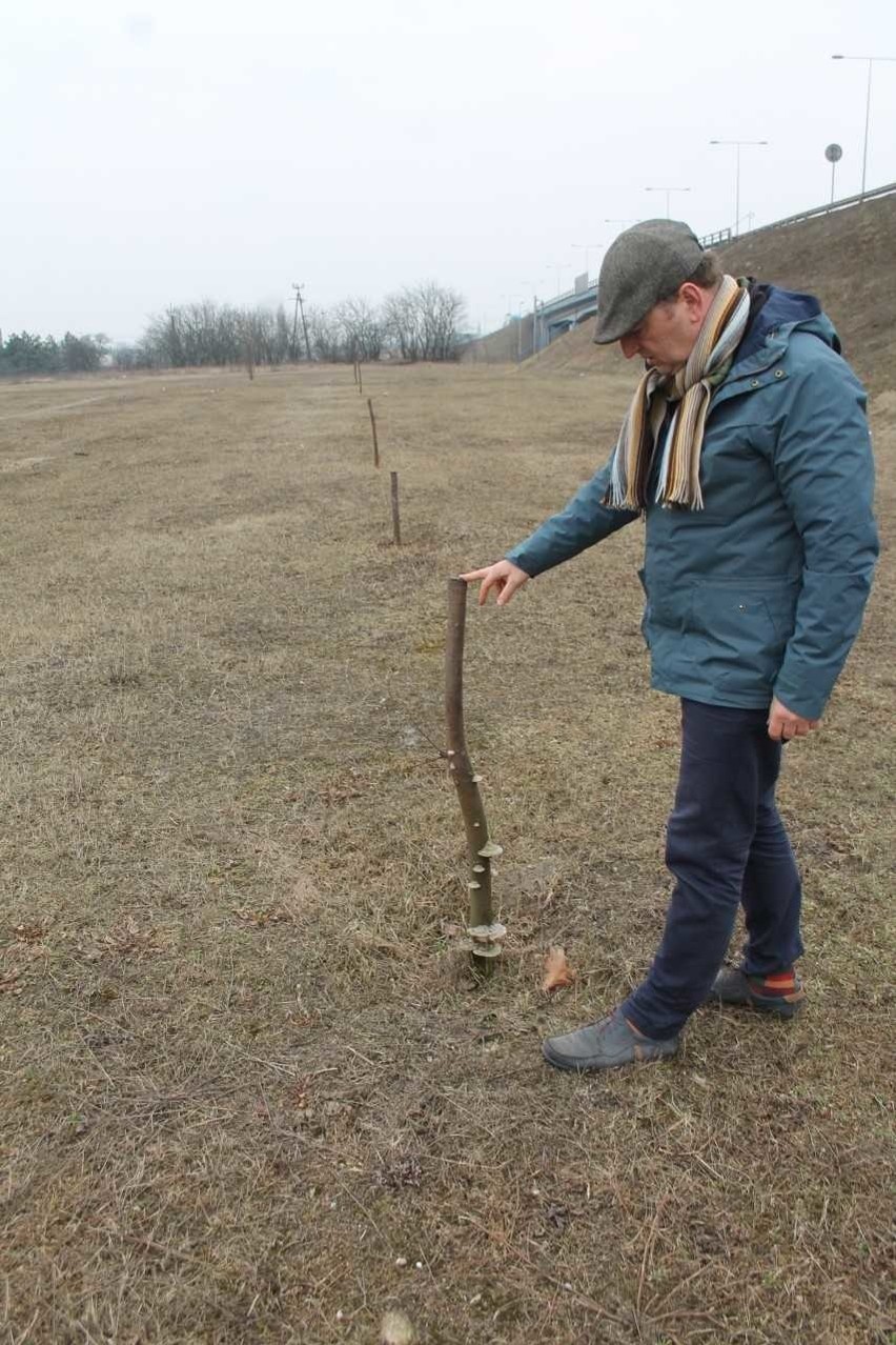 Przy Trasie Wschodniej drzewa były sadzone w ramach trzech...