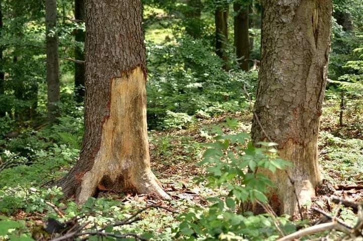 Przystanek Bieszczady Kazimierza Nóżki i Marcina Sceliny. Gawrowe jodły 