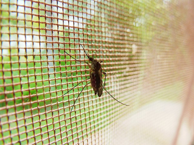 Moskitiery są skuteczne w walce z komaramiSposobów na komary są dziesiątki, jak się wydaje zwycięzcami tego starcia i tak zostają owady.