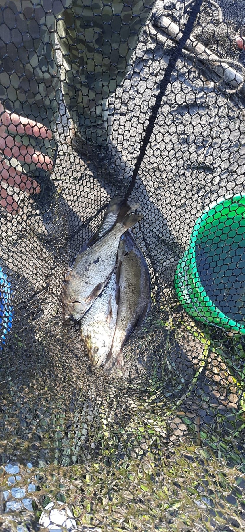 Dzięki Społecznej Straży Rybackiej w Wąchocku uratowano 500 kilogramów ryb