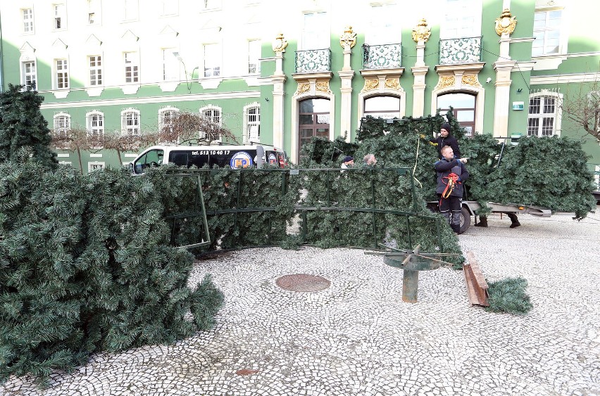 Choinka stanie przed UM w Szczecinie.