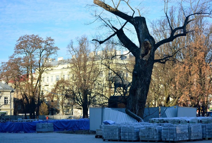 Plac Litewski: Topola straciła jeden konar. Co dalej będzie z drzewem?