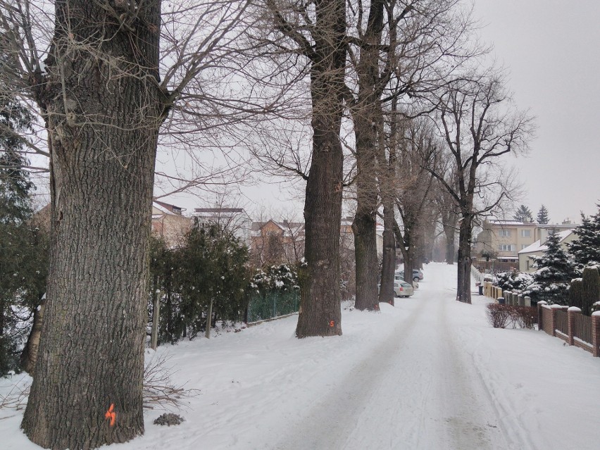 200-letnie dęby z Łańcuta do wycięcia? Alarm Czytelniczki 