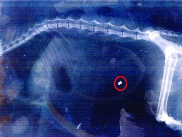 Ktoś postrzelił z broni pneumatycznej kotkę. Zwierzę nie żyje