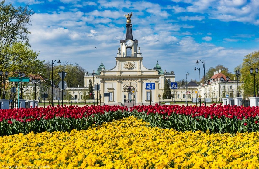 Białystok. Miasto całe w kwiatach. Przed ratuszem będą jabłonie