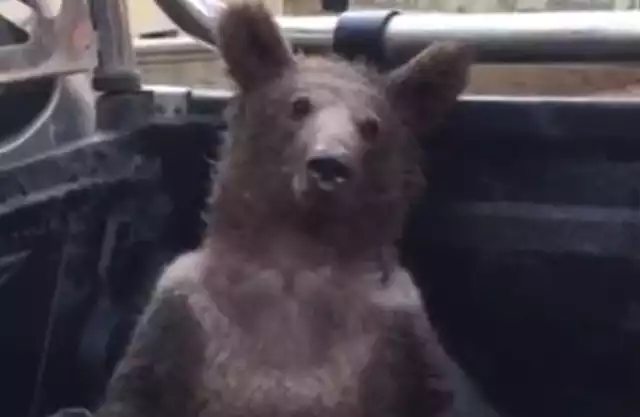 Oto bohater zamieszania - pijany niedźwiedź na pace samochodu wieziony do weterynarza