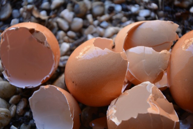 Skorupki jajek mogą być cennym nawozem. Ale nie do wszystkich roślin można je stosować.
