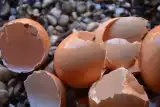 Skorupki jaj jako nawóz – jak je stosować i dla jakich roślin są dobre