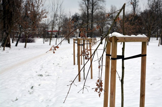 Park Ludowy. Prawdopodobnie wandale szli aleją i łamali wszystkie drzewka. Przetrwały nieliczne