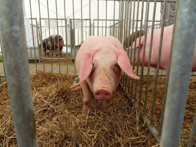 W 2012 roku w Kujawsko-Pomorskiem, w uboju gospodarczym życie straciło 6845 świń.