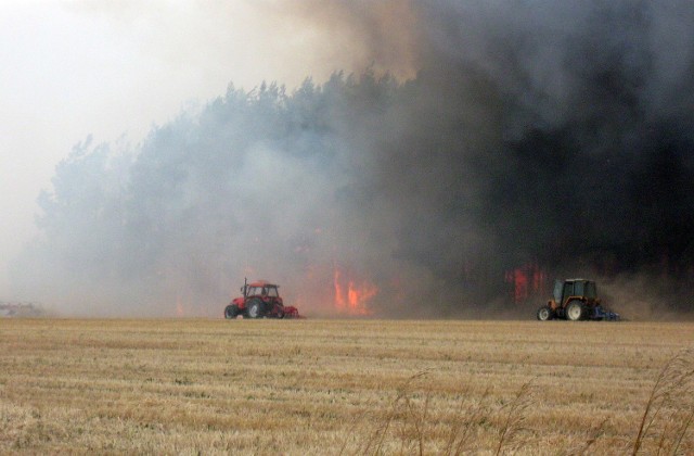 W akcji uczestniczyło 13 zastępów strażaków. Pomagali im rolnicy, którzy w pośpiechu orali rżyska, żeby nie dopuścić do rozprzestrzeniania się pożaru.