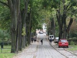 Mieszkańcy uratowali aleję drzew. Remont ulicy Kostki w Kielcach przeprowadzą inaczej