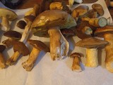Nadal dużo grzybów w lasach regionu radomskiego. Prezentujemy Wasze zbiory od 19 do 21 października. Zobaczcie zdjęcia