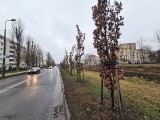 Czy przy ulicy Sobieskiego w Toruniu znów szykuje się wycinka drzew? [Zdjęcia]