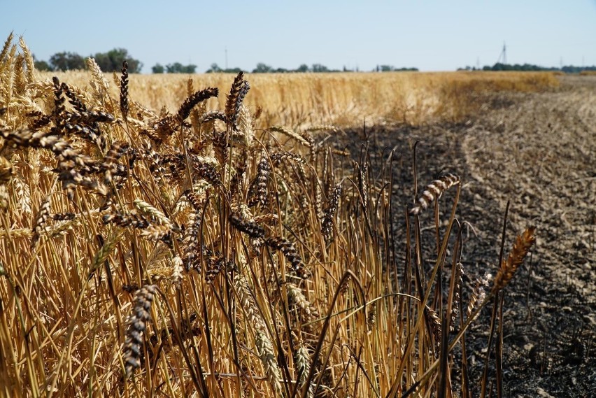 Potężny pożar pod Gierowem. Spaliło się ponad 40 hektarów...