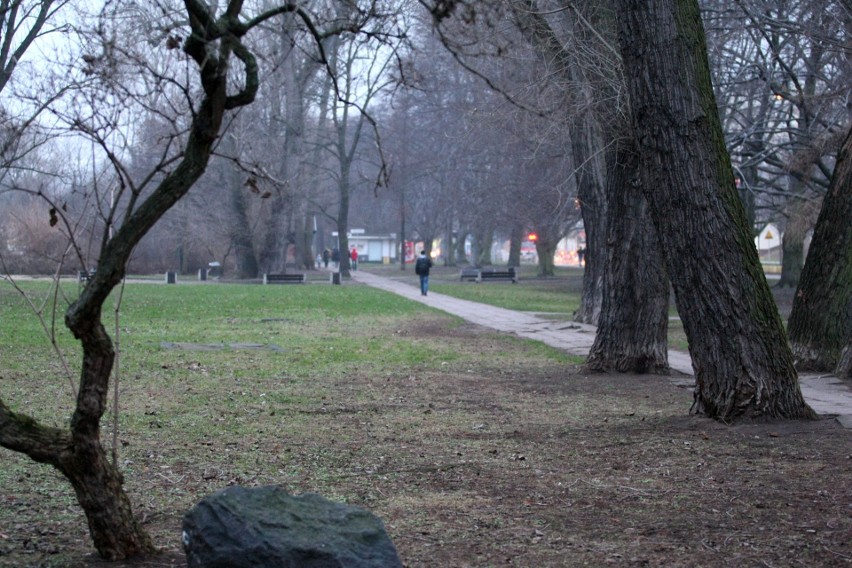 Zielona część Gdyni pod ochroną. W mieście przybyło kilkadziesiąt nowych pomników przyrody. Zobaczcie zdjęcia