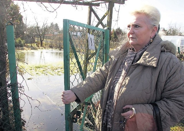 &#8211; Mamy te działki od 17 lat, niektórzy od 30. Odkąd działki są zalewane, wszystko idzie na zmarnowanie &#8211; mówi Barbara Ignalewska. &#8211; Szlag trafia piękne czereśnie, hortensje, piwonie. Martwię się o moje dwa klony palmowe.