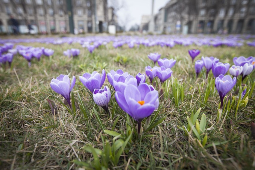 Kraków. Na placu Centralnym w Nowej Hucie zakwitły krokusy [ZDJĘCIA]