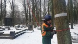 Trwa pielęgnacja starych drzew na cmentarzu żydowskim w Łodzi we współpracy z SGGW w Warszawie. Tak dużych prac jeszcze nie było