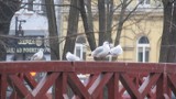 Wrocław: Setki mew przy fosie miejskiej. Skąd się tam wzięły? (ZDJĘCIA)