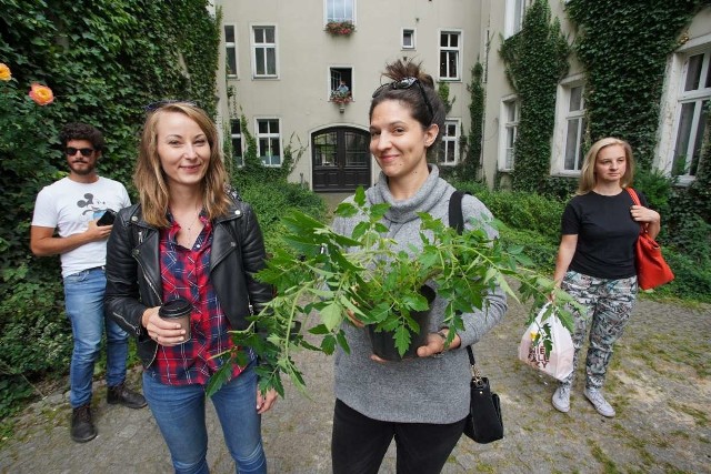 Na jednym z łazarskich podwórek, przy ul. Matejki 46 w środę po południu są rozdawane sadzonki pomidorków koktajlowych. Sadzonki przygotowali mieszkańcy jednej z kamienic, a organizator akcji przyznaje, że wyszło to trochę przypadkowo. Przejdź do kolejnego zdjęcia --->