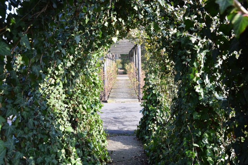 Rosarium Parku Śląskiego w jesiennej odsłonie