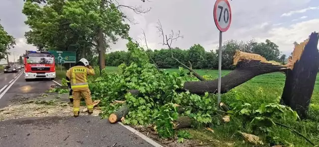 Drzewo runęło na jadący samochód. Do zdarzenia doszło 5 czerwca przy ul. Bocheńskiej w Gdowie. Działania na miejscu wypadku prowadzili strażacy z jednostki OSP w Gdowie